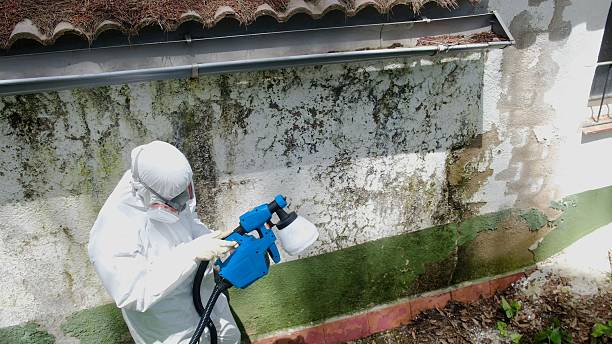 Top rated local Mold Testing specialists in Indian Head, MD